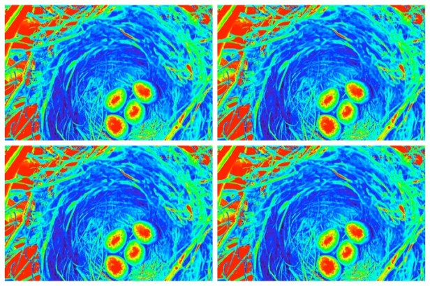 Wärmebild vom Amselnest kurz nach Verlassen