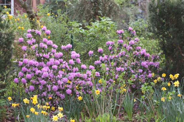 Rhododendron praecox im Maerz