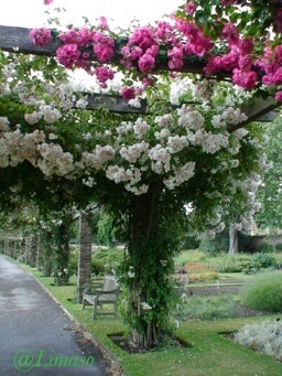 Rose Paul's Himalayan Musk