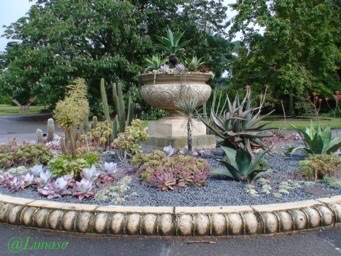 Kakteen und Sukkulenten