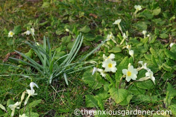 Primroses