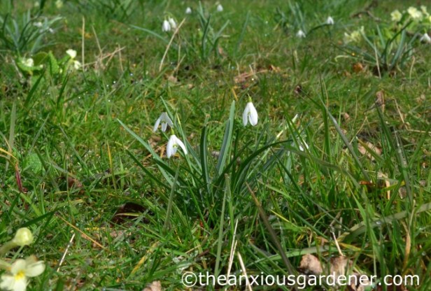 Snowdrops (1)